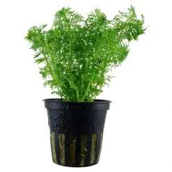Tropica Akvarieplanter Tropica Akvarieplante i potte Limnophila sessiliflora