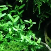 Tropica Akvarieplanter Tropica Akvarieplante i potte Bacopa monnieri Compact