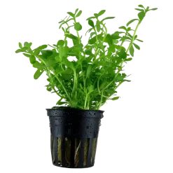 Tropica Akvarieplanter Tropica Akvarieplante i potte Bacopa monnieri Compact