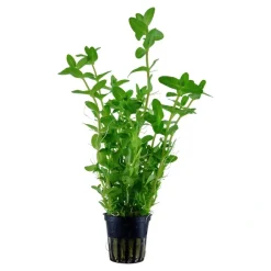 Tropica Akvarieplanter Tropica Akvarieplante i potte Bacopa caroliniana
