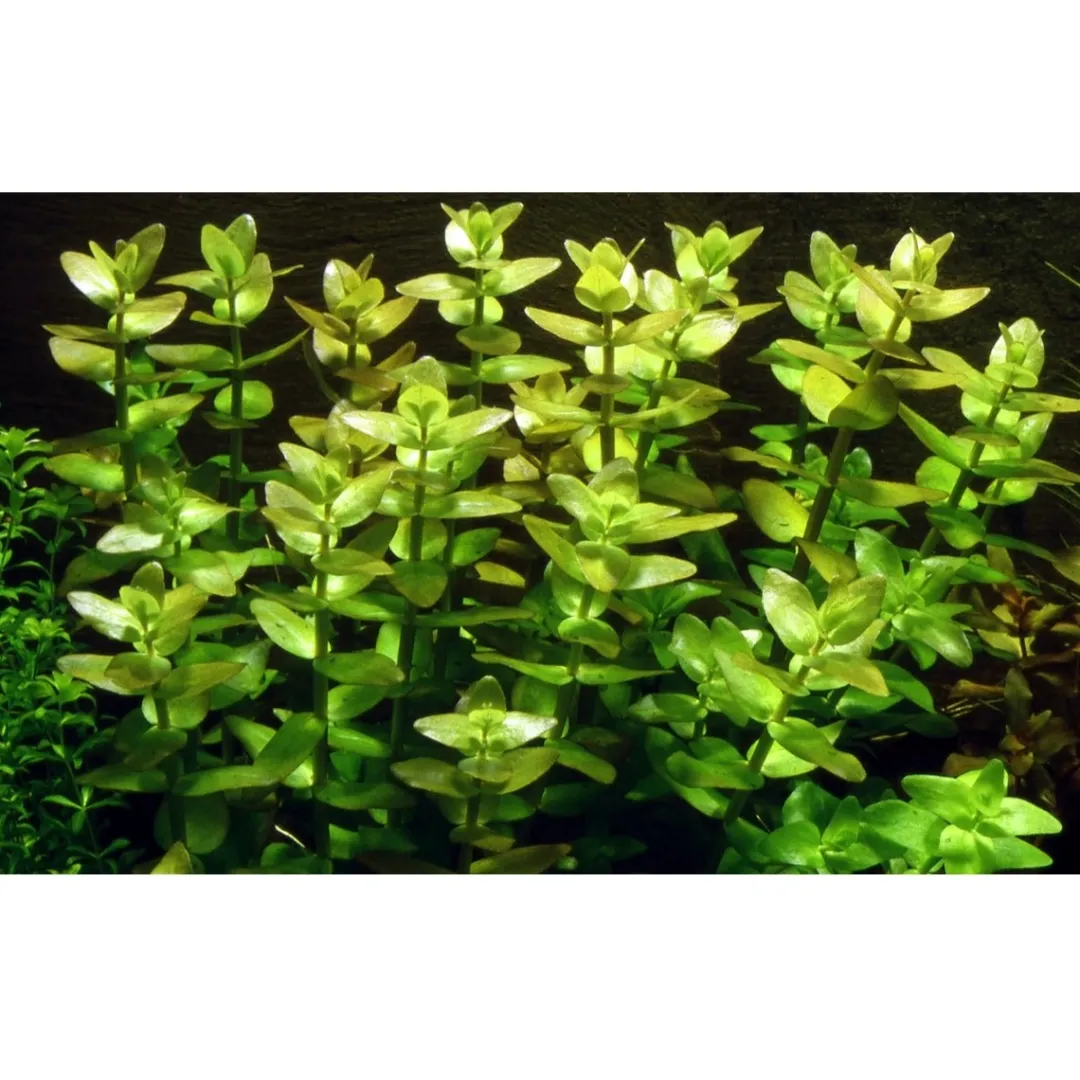 Tropica Akvarieplanter Tropica Akvarieplante i potte Bacopa caroliniana