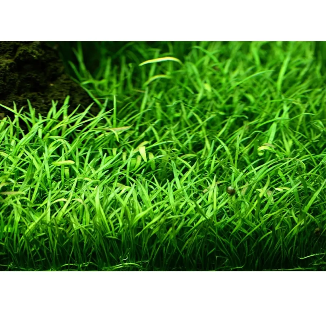 Tropica Akvarieplanter Tropica Akvarieplante i potte Lilaeopsis brasiliensis