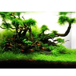 Tropica Akvarieplanter Tropica Akvarieplante i potte Lilaeopsis brasiliensis
