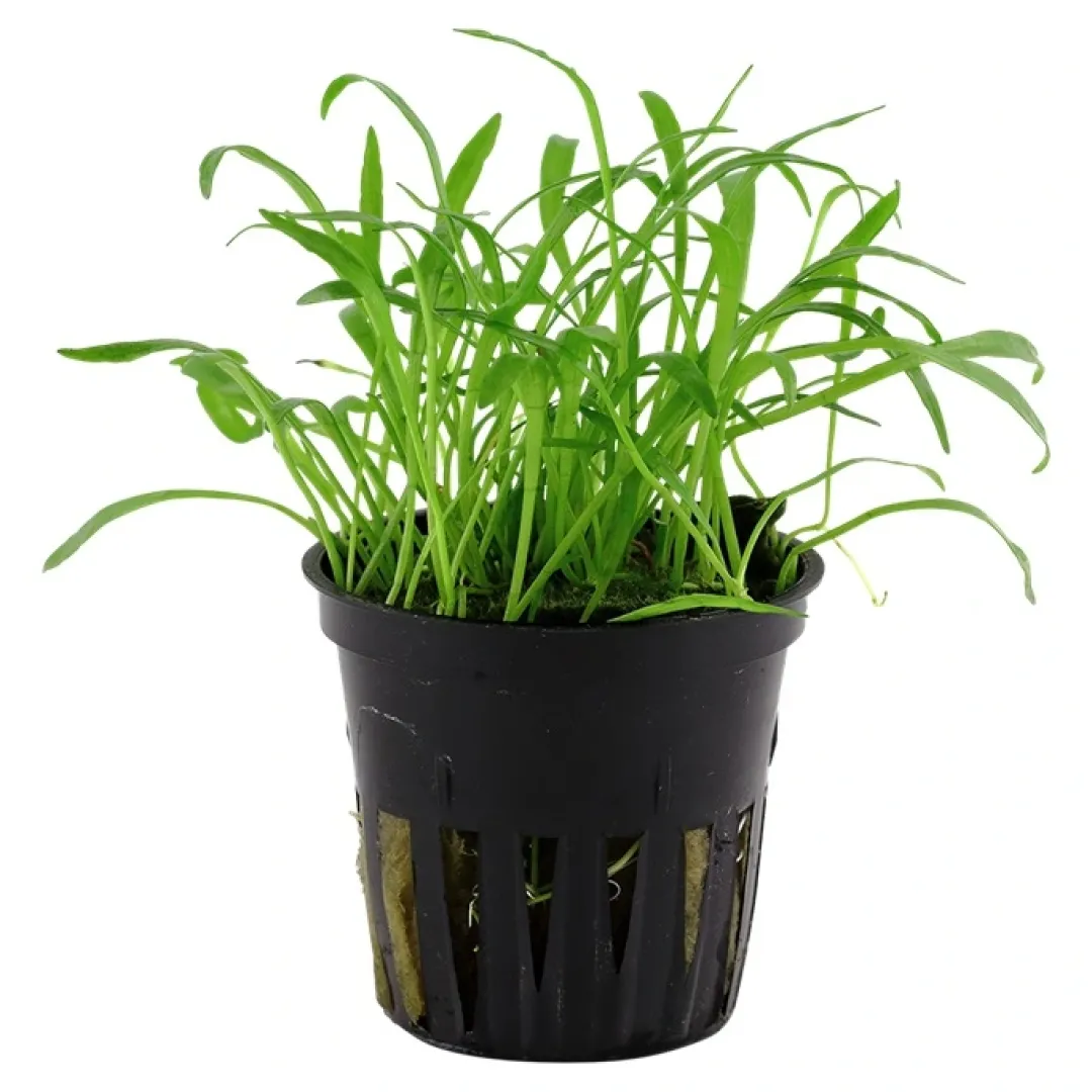 Tropica Akvarieplanter Tropica Akvarieplante i potte Lilaeopsis brasiliensis