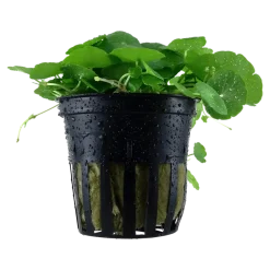 Tropica Akvarieplanter Tropica Akvarieplante i potte Hydrocotyle verticillata
