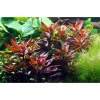 Tropica Akvarieplanter Tropica Akvarieplante i potte Ludwigia glandulosa