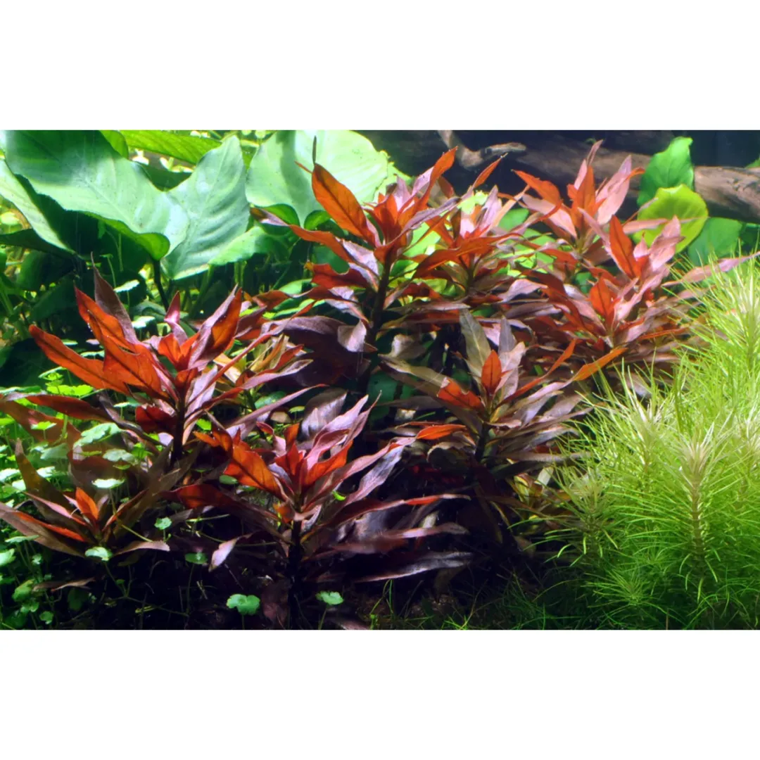 Tropica Akvarieplanter Tropica Akvarieplante i potte Ludwigia glandulosa