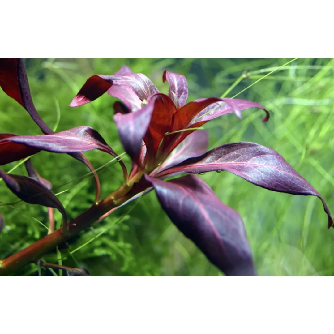Tropica Akvarieplanter Tropica Akvarieplante i potte Ludwigia glandulosa