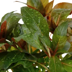 Tropica Akvarieplanter Tropica Akvarieplante i potte Ludwigia glandulosa