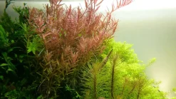 Tropica Akvarieplanter Tropica Akvarieplante i potte Rotala rotundifolia