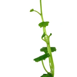 Tropica Akvarieplanter Tropica Akvarieplante i potte Cardamine lyrata