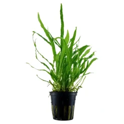 Tropica Akvarieplanter Tropica Akvarieplante i potte Microsorum pteropus Narrow