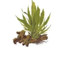 Tropica Akvarieplanter Tropica Akvarieplante i potte Microsorum pteropus