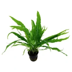 Tropica Akvarieplanter Tropica Akvarieplante i potte Microsorum pteropus