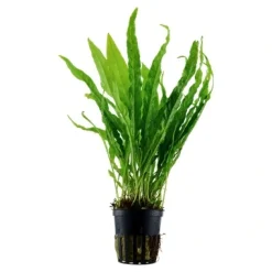 Tropica Akvarieplanter Tropica Akvarieplante i potte Microsorum pteropus