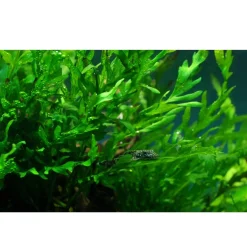 Tropica Akvarieplanter Tropica Akvarieplante i potte Bolbitis heudelotii