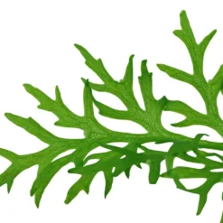 Tropica Akvarieplanter Tropica Akvarieplante i potte Ceratopteris thalictroides