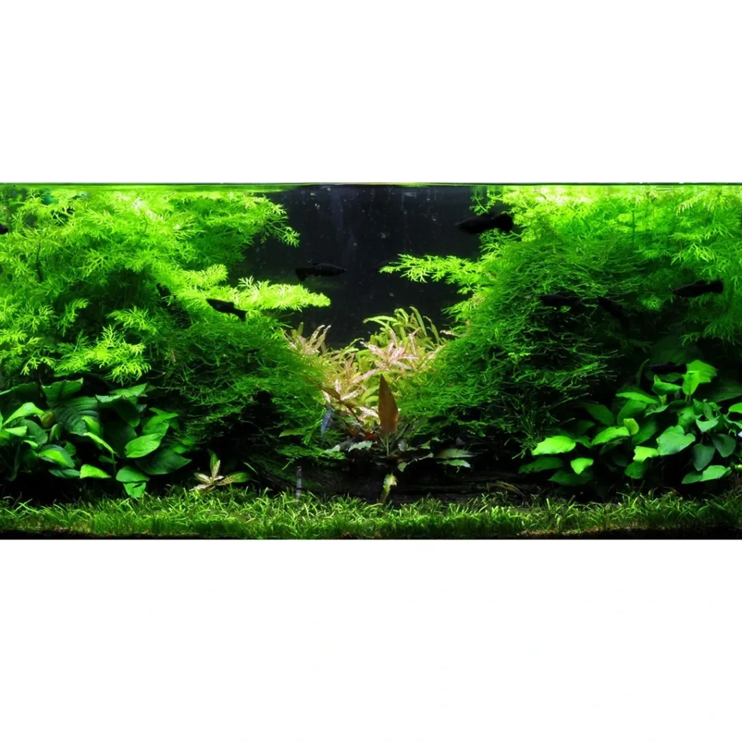 Tropica Akvarieplanter Tropica Akvarieplante i potte Ceratopteris thalictroides