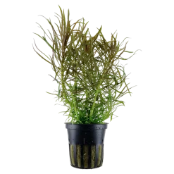 Tropica Akvarieplanter Tropica Akvarieplante i potte Pogostemon stellatus