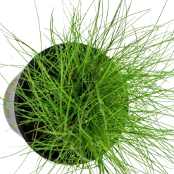 Tropica Akvarieplanter Tropica Akvarieplante ipotte Eleocharis parvula