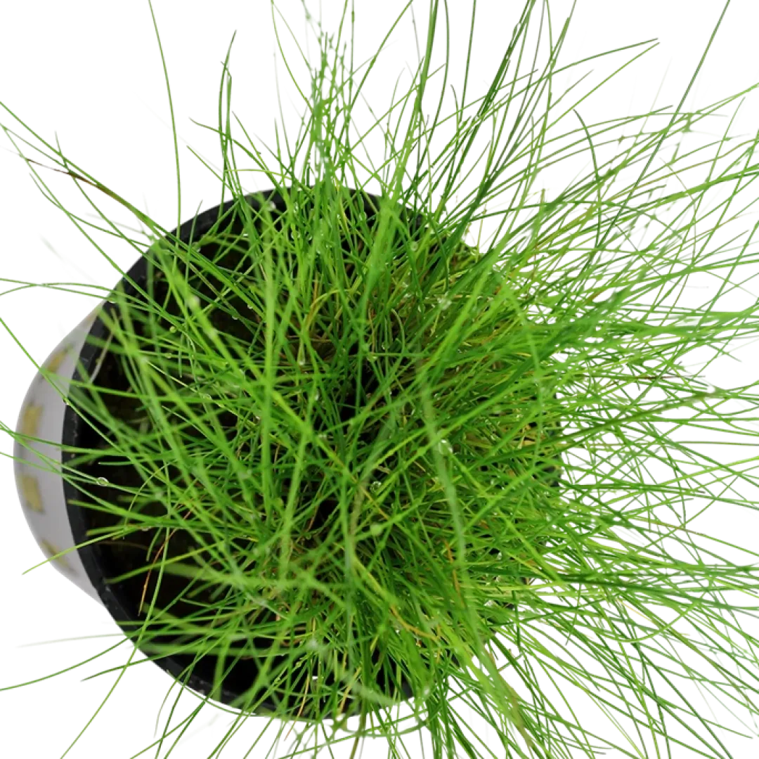 Tropica Akvarieplanter Tropica Akvarieplante ipotte Eleocharis parvula