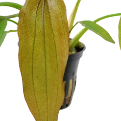 Tropica Akvarieplanter Tropica Akvarieplante i potte Echinodorus Red Diamond