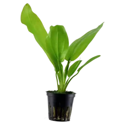 Tropica Akvarieplanter Tropica Akvarieplante i potte Echinodorus cordifolius fluitans