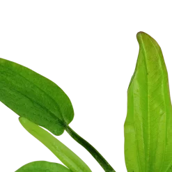 Tropica Akvarieplanter Tropica Akvarieplante i potte Echinodorus cordifolius fluitans