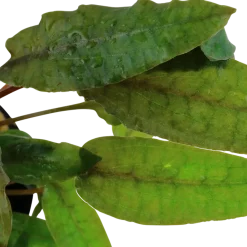 Tropica Akvarieplanter Tropica Akvarieplante i potte Cryptocoryne wendtii Tropica