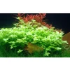 Tropica Akvarieplanter Tropica Akvarieplante i potte Bacopa australis