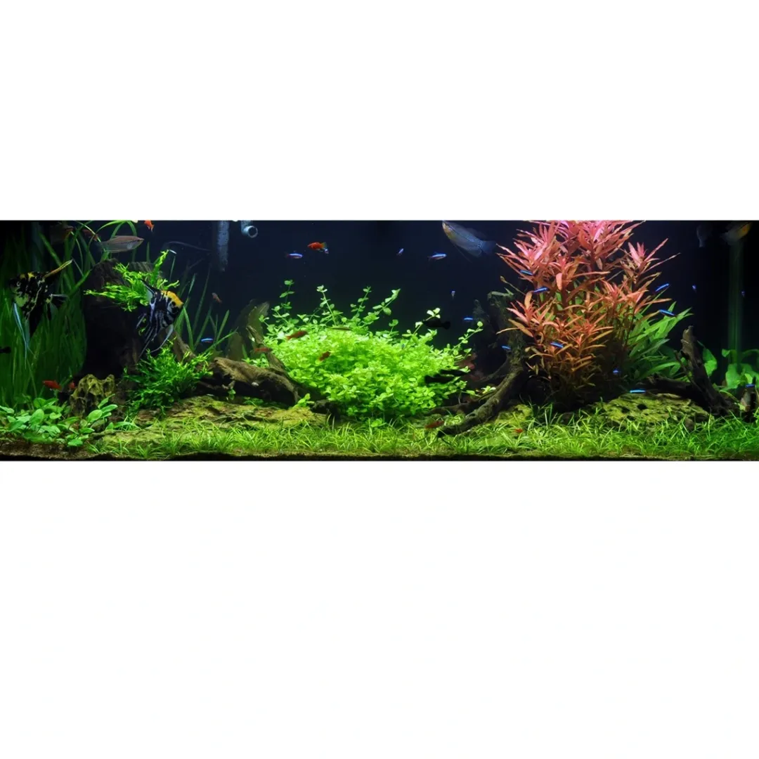 Tropica Akvarieplanter Tropica Akvarieplante i potte Bacopa australis