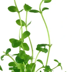 Tropica Akvarieplanter Tropica Akvarieplante i potte Bacopa australis