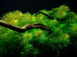 Tropica Akvarieplanter Tropica Akvarieplante i potte Myriophyllum mattogrossense