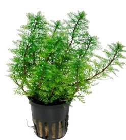 Tropica Akvarieplanter Tropica Akvarieplante i potte Myriophyllum mattogrossense