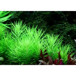 Tropica Akvarieplanter Tropica Akvarieplante i potte Pogostemon deccanensis