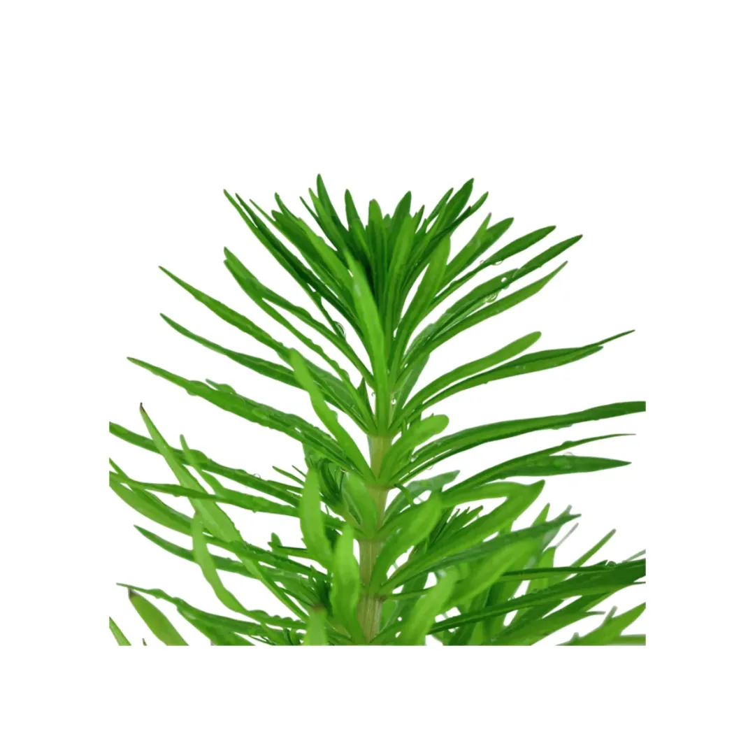 Tropica Akvarieplanter Tropica Akvarieplante i potte Pogostemon deccanensis