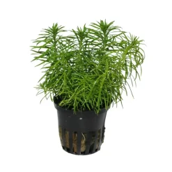Tropica Akvarieplanter Tropica Akvarieplante i potte Pogostemon deccanensis