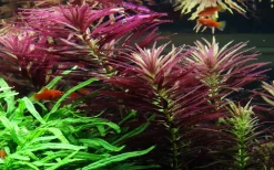Tropica Akvarieplanter Tropica Akvarieplante i potte Limnophila hippuridoides
