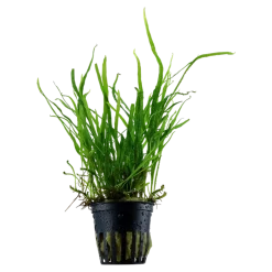 Tropica Akvarieplanter Tropica Akvarieplante i potte Microsorum pteropus Trident