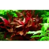 Tropica Akvarieplanter Tropica Akvarieplante i potte Alternanthera reineckii Rosanervig