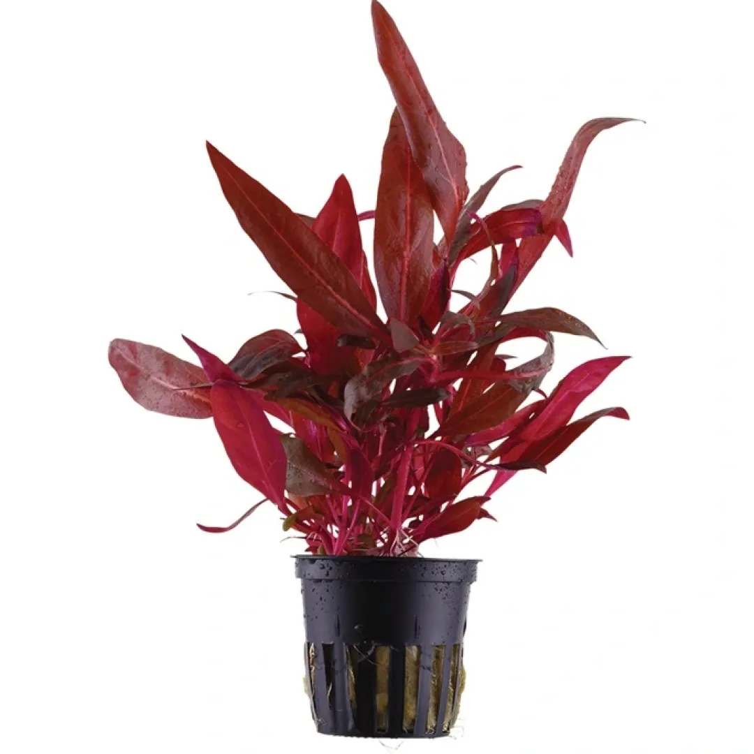 Tropica Akvarieplanter Tropica Akvarieplante i potte Alternanthera reineckii Rosanervig