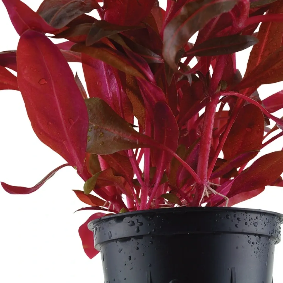 Tropica Akvarieplanter Tropica Akvarieplante i potte Alternanthera reineckii Rosanervig