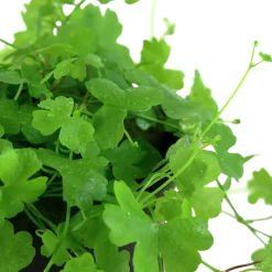 Tropica Akvarieplanter Tropica Akvarieplante i potte Hydrocotyle tripartita
