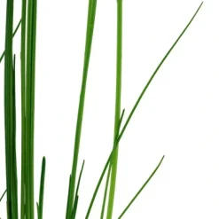 Tropica Akvarieplanter Tropica Akvarieplante i potte Eleocharis montevidensis