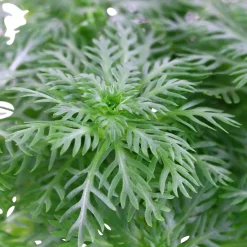 Tropica Akvarieplanter Tropica Akvarieplante i potte Hottonia palustris