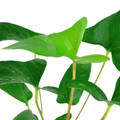 Tropica Akvarieplanter Tropica Akvarieplante i potte Anubias Gracilis