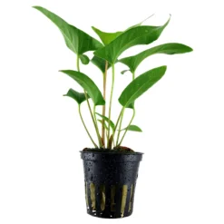 Tropica Akvarieplanter Tropica Akvarieplante i potte Anubias Gracilis