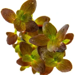 Tropica Akvarieplanter Tropica Akvarieplante i potte Bacopa salzmanni Purple