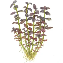 Tropica Akvarieplanter Tropica Akvarieplante i potte Bacopa salzmanni Purple