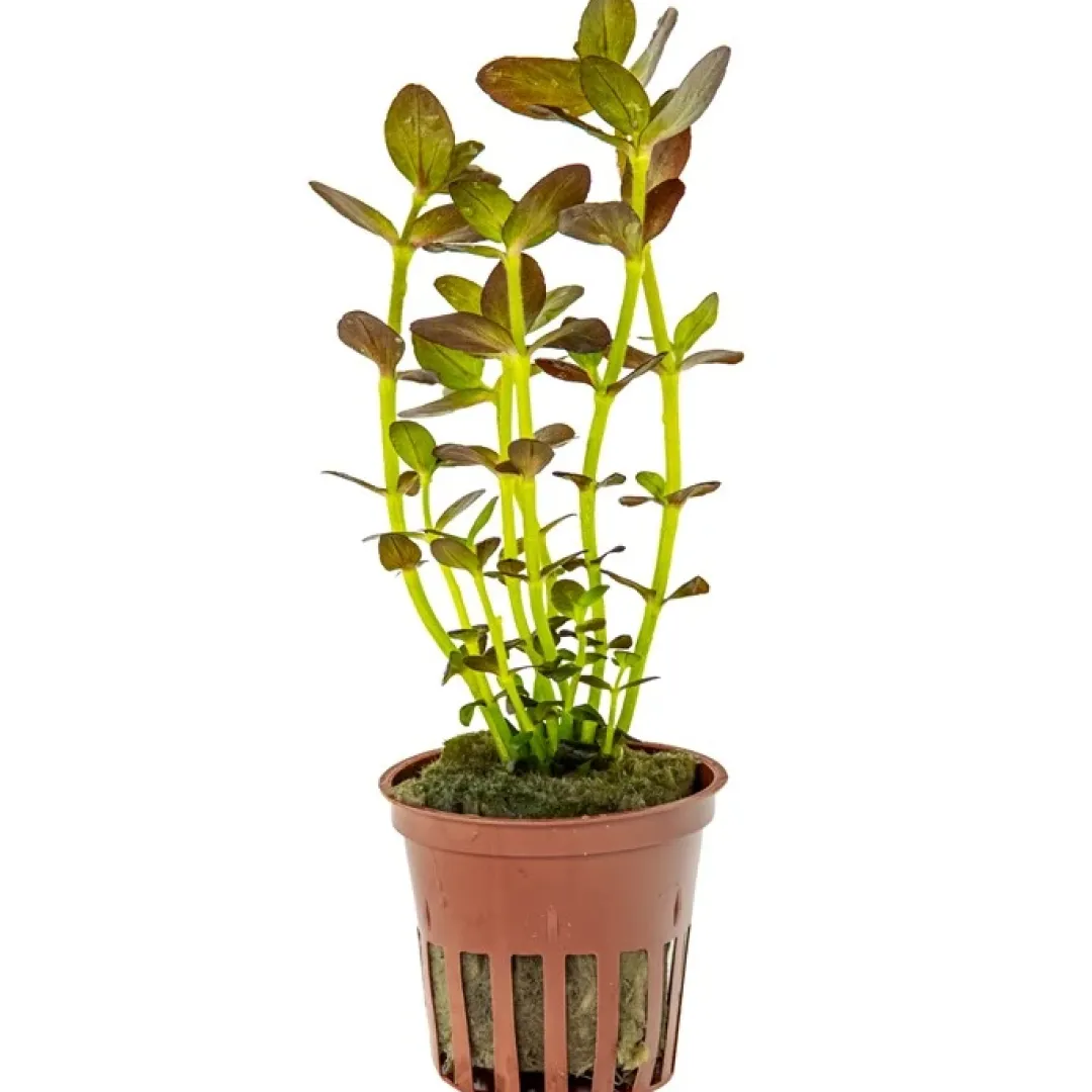 Tropica Akvarieplanter Tropica Akvarieplante i potte Bacopa salzmanni Purple